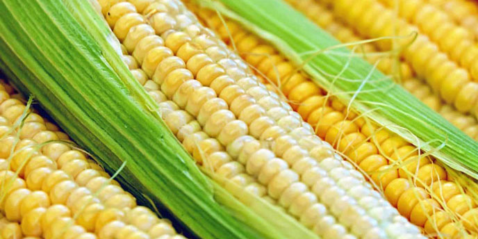 Yellow Corn in Husk