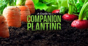 How to Companion Plant: A Guide for Beginners