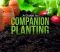 How to Companion Plant: A Guide for Beginners