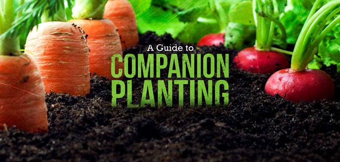 How to Companion Plant: A Guide for Beginners
