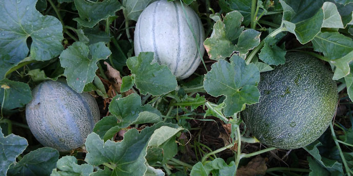 Melons on the Vine in a Garden