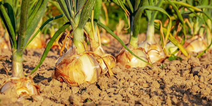 Onion Bulbs in the Ground in Rows