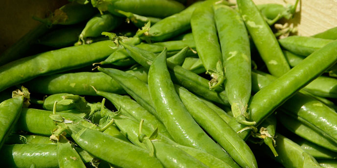 Freshly Picked Pea Pods in Wooden Box