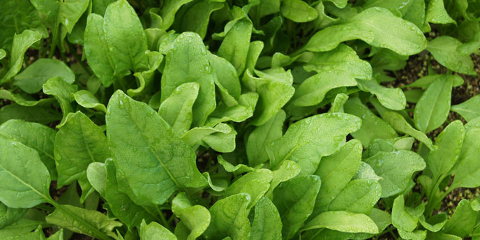 Spinach Growing in Garden