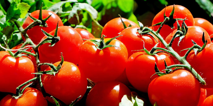Tomatoes on the Vine in the Sun