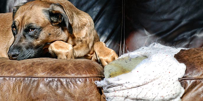 Guilty Dog Sitting on Half-Eaten Leather Couch