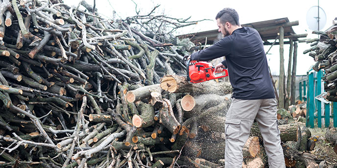 Man With Chainsaw Cutting Tree Branches