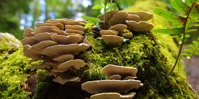 Mushrooms Growing on a Tree