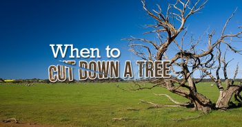 Cover: "When to Cut Down a Tree"