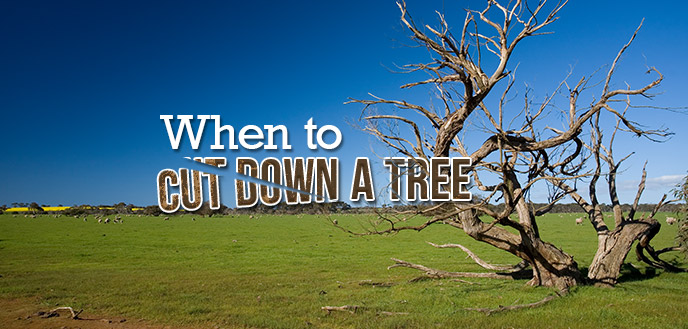 Cover: "When to Cut Down a Tree"