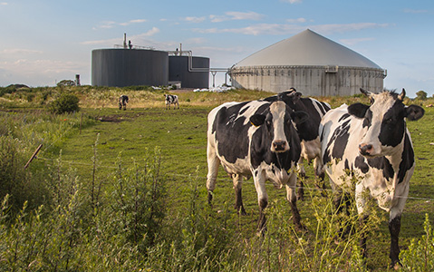 Outside of an Anaerobic Digester With Cows in Field