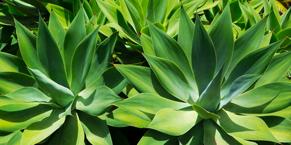 Agave Plants in Garden