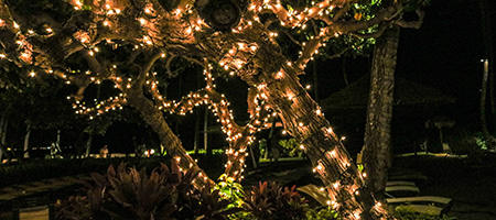 Large Backyard Tree at Night Covered in White Twinkle Lights