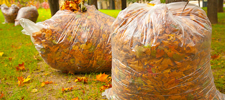 Clear Bags Full of Autumn Leaves