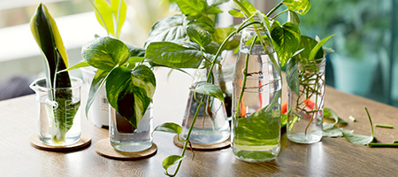 Reusing Glass Bottles for Growing Herbs