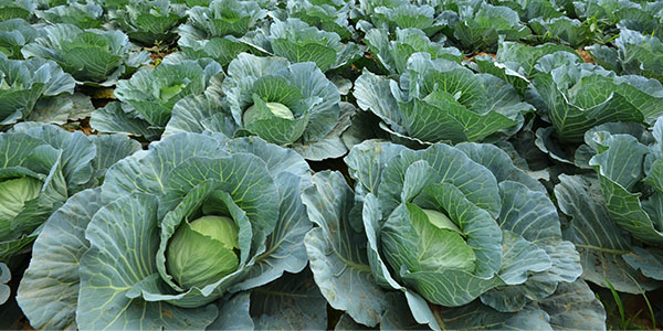 Cabbage Field