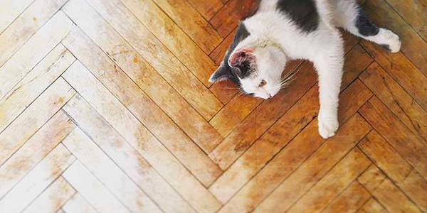 Black And White Cat Laying On Worn Parquet Hardwood Floor