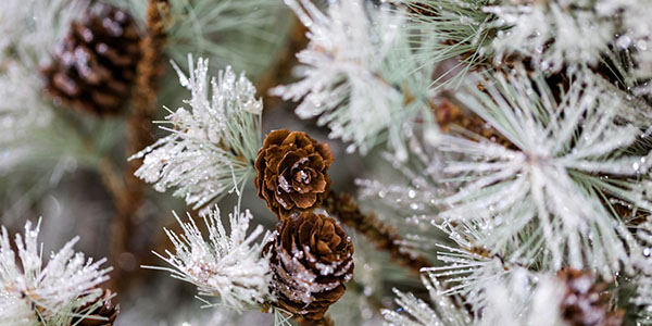 Close-Up of Flocked Christmas Tree Branches with Cones