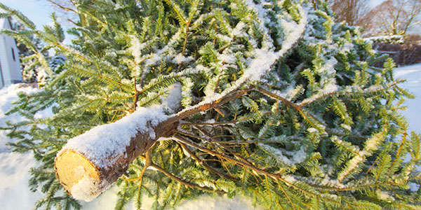 Christmas Tree On the Curb