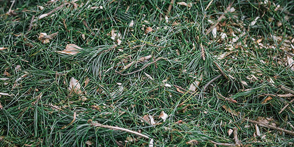 Chipped Christmas Tree Pieces On the Ground