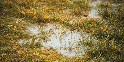 Yard Filled With Water