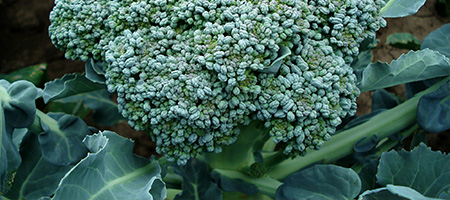 Broccoli in Garden