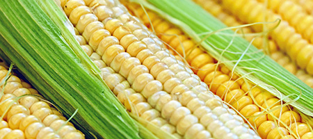 Yellow Corn in Husk