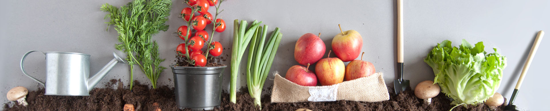 carrots, onions, potatoes, and more in a line of dirt simulating a garden