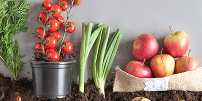 Cherry Tomatoes Green Onions and Apples on Soil