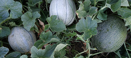 Melons on the Vine in a Garden