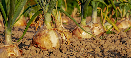 Onion Bulbs in the Ground in Rows