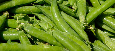 Freshly Picked Pea Pods in Wooden Box