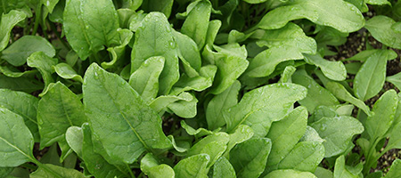 Spinach Growing in Garden