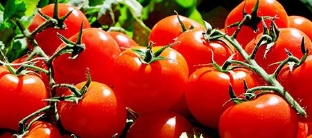 Tomatoes on the Vine in the Sun