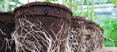 Plants Growing in Cow Pots