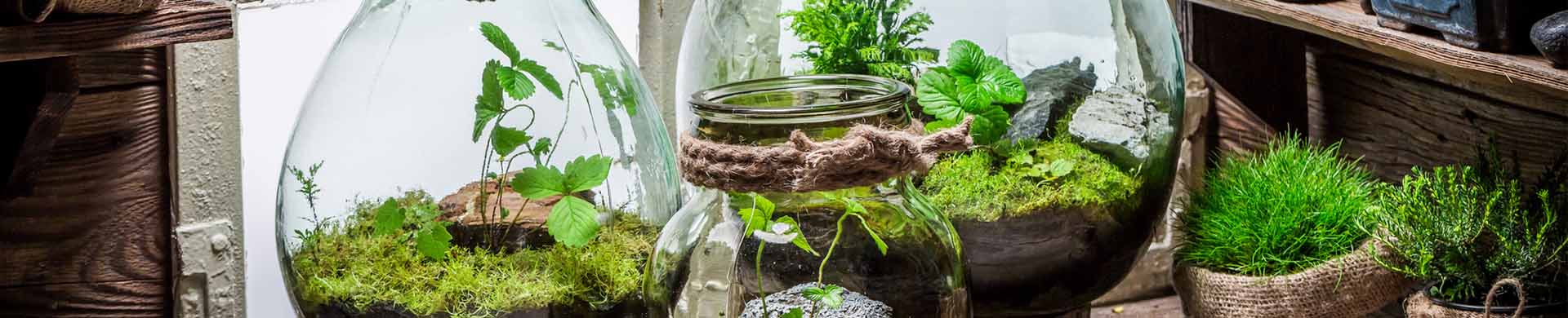 Three Small Jars With Plants Inside