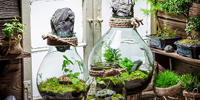 Three Small Jars With Plants Inside
