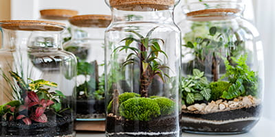 Three Small Jars With Plants Inside
