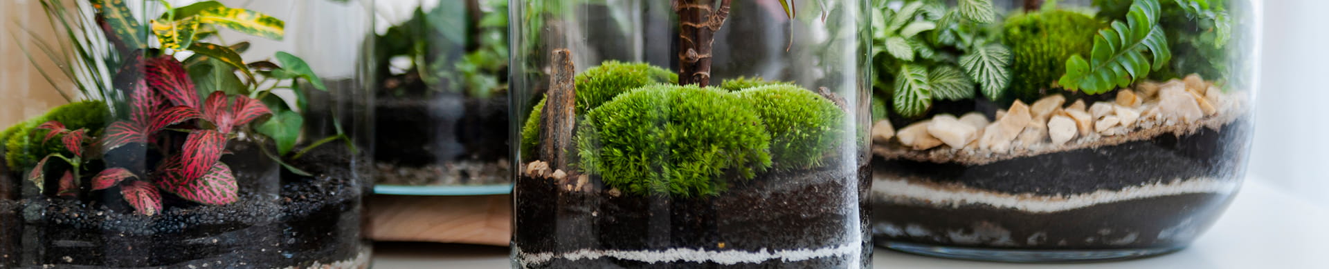 Three Small Jars With Plants Inside