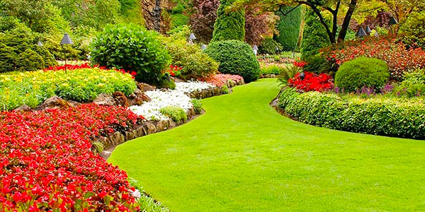 Full Flower Bed with Curved Lines