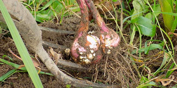 Bulbs Being Removed From Soil With a Garden Rake