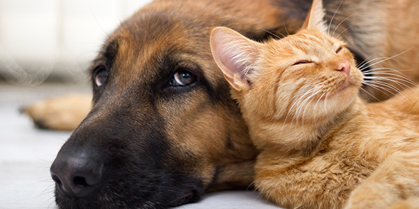 German Shepherd and Orange Cat Cuddling on Deck