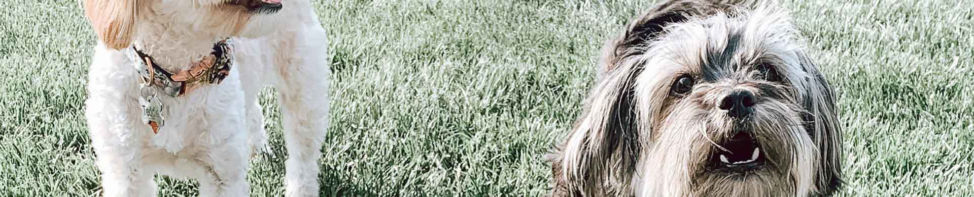 Two Dogs Playing on Green Grass