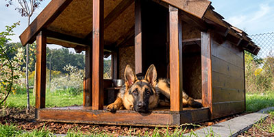 German Shepherd Dog in Dog House