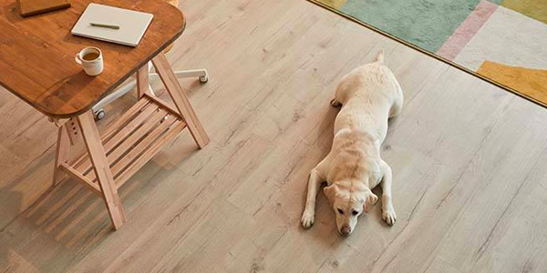 Yellow Labrador Dog Laying on Hardwood Floor In Home Office