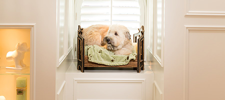 Dog Relaxing in a Bed on a Small Recessed Space Under a Staircase.