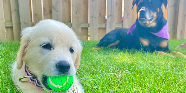 Puppy and Rottweiler Pose in Front of a Fence