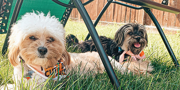 Two Dogs Pose Under Lawn Chair