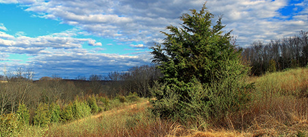 Eastern Redcedar Tree in Field Under Blue Sky and White Clouds