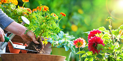 Gardener Planting Flowers in Pot